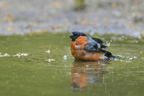Eurasian bullfinch