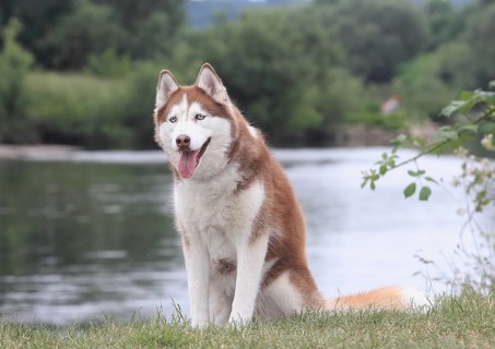 Siberian Husky