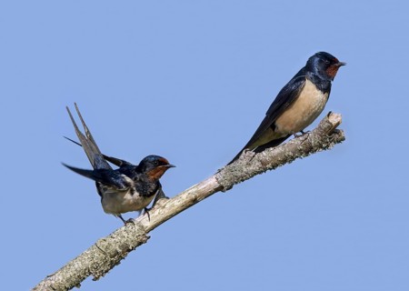 Barn swallow