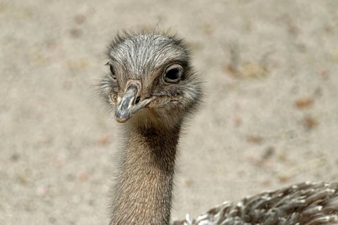 Nandu