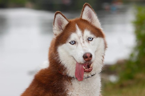 Siberian Husky