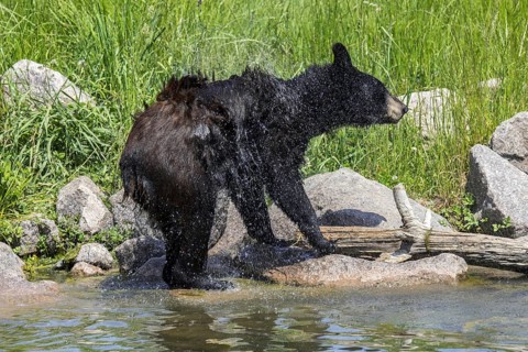 Young American black bear