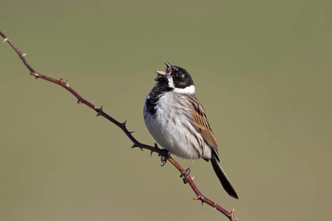 Common reed bunting