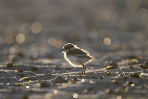 Cute common ringed plover