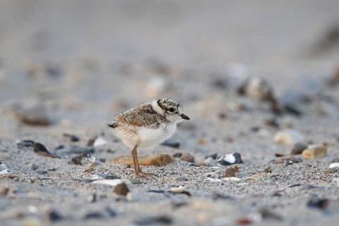 Cute common ringed plover