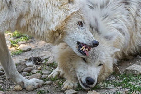 Two Arctic wolves