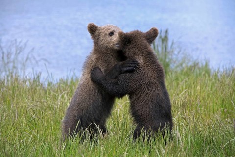 Two European brown bear