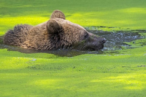 Brown bear