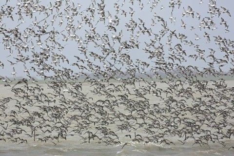 Red knots