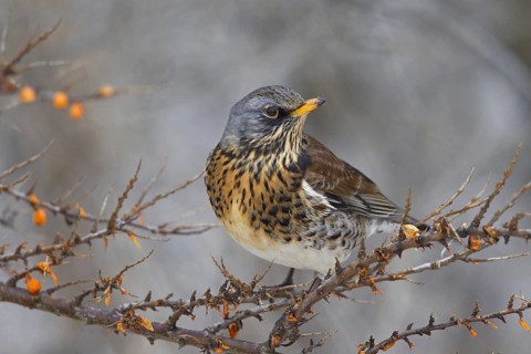 Fieldfare