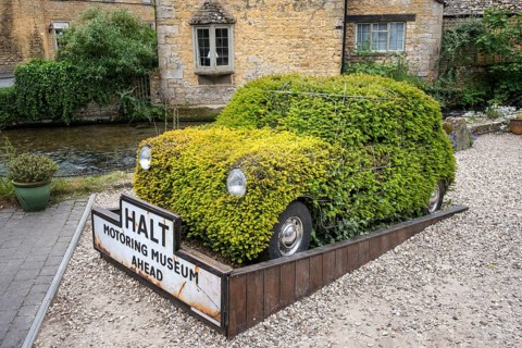 English yew