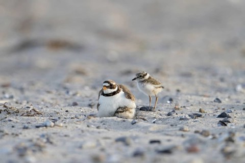 Common ringed plover