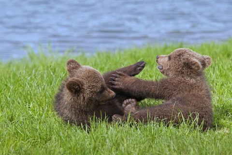 Two Eurasian brown bear