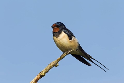 Barn swallow