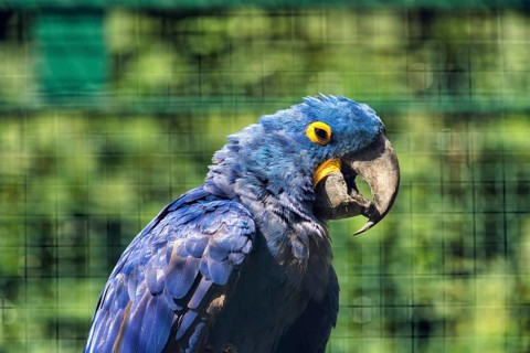 Hyacinth Macaw