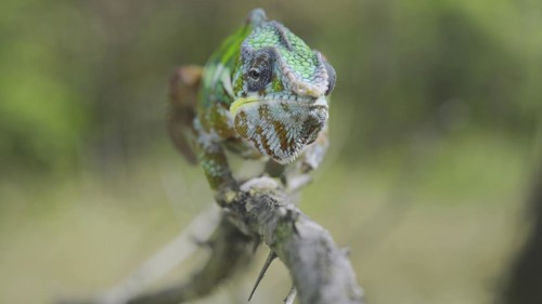 Green chameleon walks along branch and looksat around on bright sunny day on the green trees background. Panther chameleon