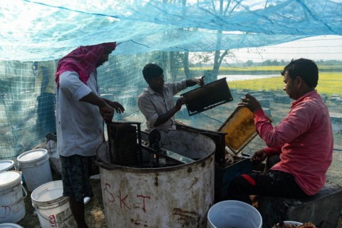 Bee keepers working in a bee farm near a mustards field in a village in Barpeta district of Assam in India on Wednesday 22 December 2021. The bee keeping business is one of the most profitable busines...