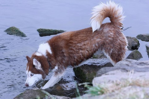 Siberian Husky