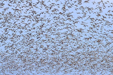 Red knot large flock of red knots