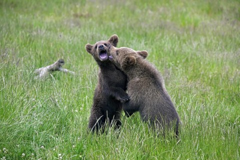 Two European brown bear