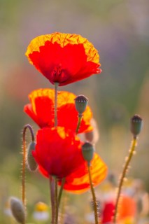 Gossip poppy