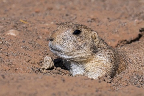Black-tailed prairie dog