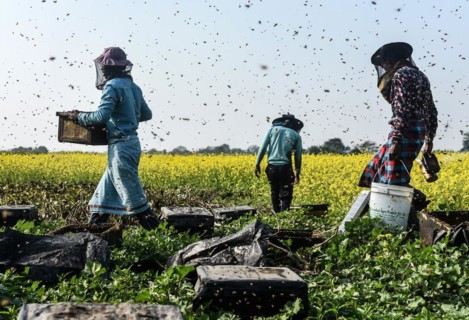Bee keepers working in a bee farm near a mustards field in a village in Barpeta district of Assam in India on Wednesday 22 December 2021. The bee keeping business is one of the most profitable busines...