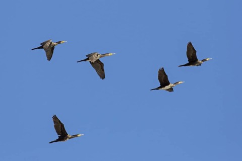 Flock of great cormorants