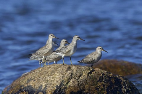 Red knots