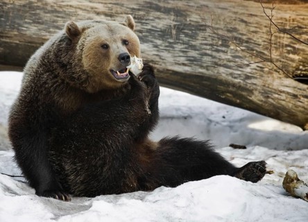 Eurasian brown bear