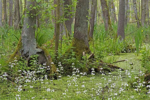 Alder carr showing black alder trees and aquatic plants like yellow flag