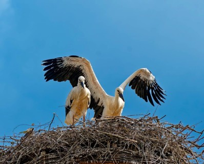 White storks