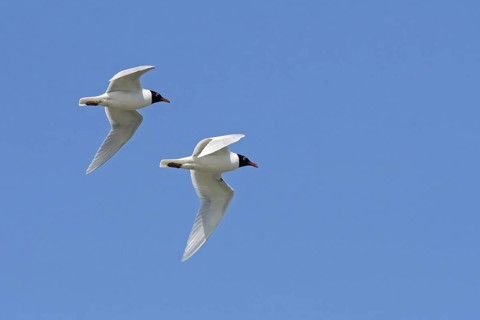 Two adult Mediterranean gulls