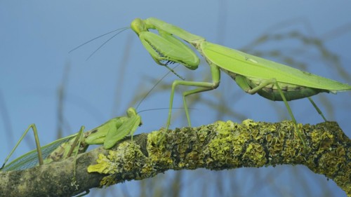 Male praying mantis approaches very large female. Praying mantis mating. Transcaucasian tree mantis