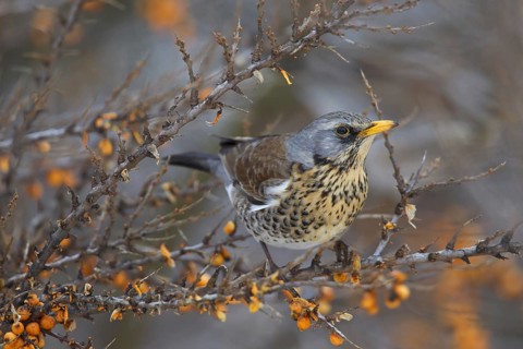 Fieldfare