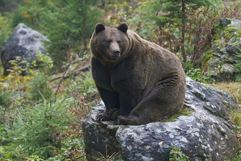 European brown bear