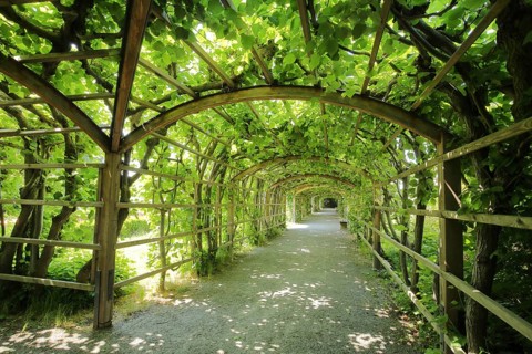 Arbour walk in the castle garden