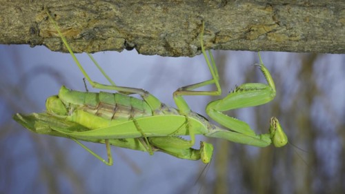 Couple of praying mantis mating hanging under tree branch. Transcaucasian tree mantis