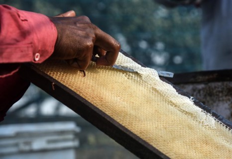 Bee keepers working in a bee farm near a mustards field in a village in Barpeta district of Assam in India on Wednesday 22 December 2021. The bee keeping business is one of the most profitable busines...