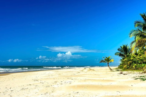 Coconut trees by the sea at the beautiful Sargi beach in Serra Grande on the coast of Bahia