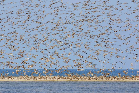 Red knot flock of red knots