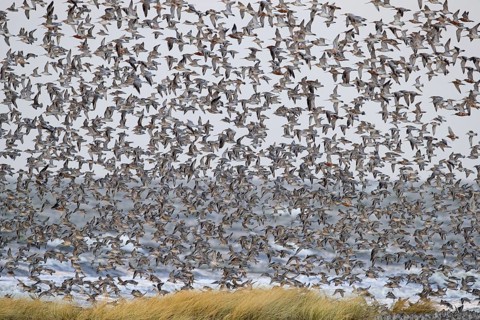 Red knot