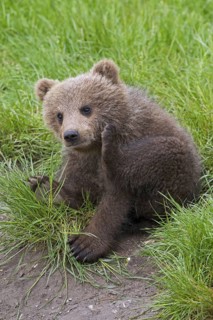 Eurasian brown bear