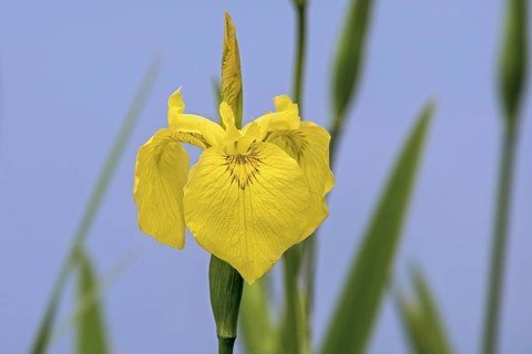 Yellow flag
