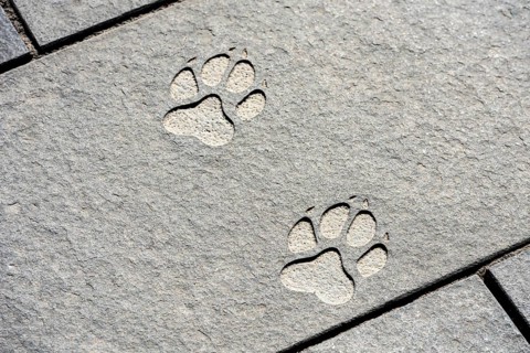 Paw print