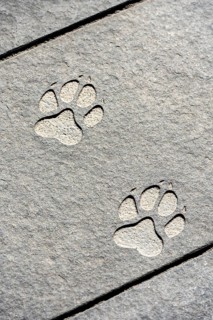 Paw print