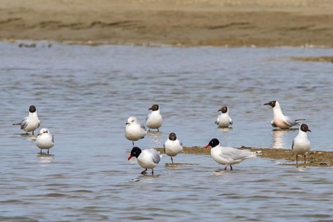 Two Mediterranean gulls