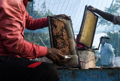 Bee keepers working in a bee farm near a mustards field in a village in Barpeta district of Assam in India on Wednesday 22 December 2021. The bee keeping business is one of the most profitable busines...