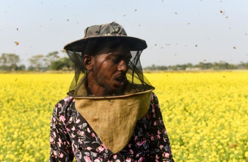 Bee keepers working in a bee farm near a mustards field in a village in Barpeta district of Assam in India on Wednesday 22 December 2021. The bee keeping business is one of the most profitable busines...