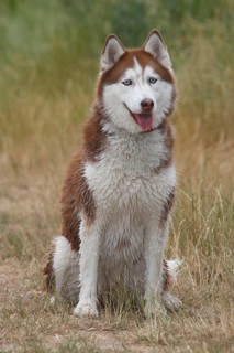 Siberian Husky